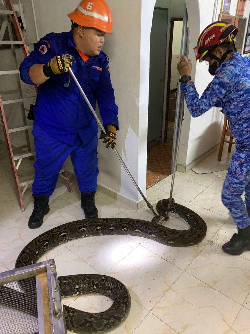 На видео попало, как 3-метровый проломил крышу дома и упал на диван