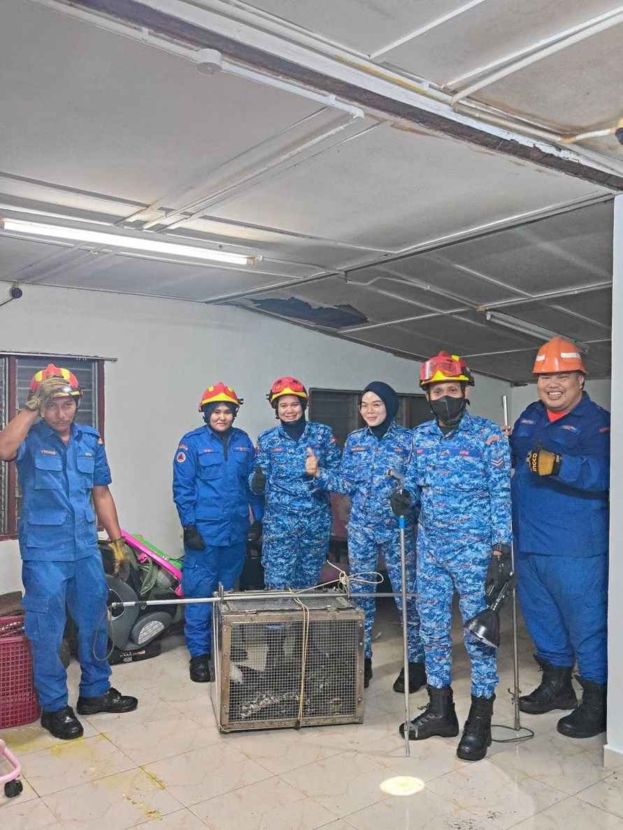 На видео попало, как 3-метровый проломил крышу дома и упал на диван