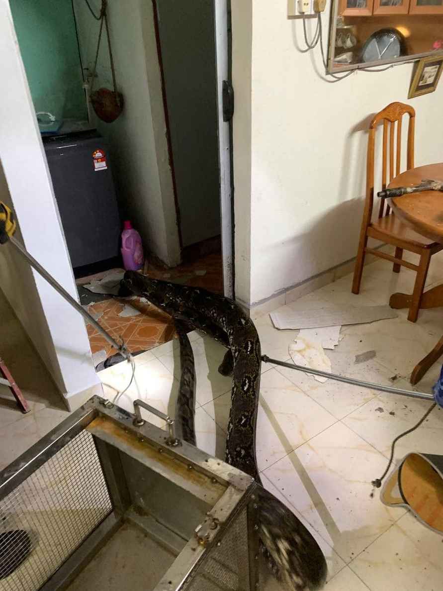 На видео попало, как 3-метровый проломил крышу дома и упал на диван