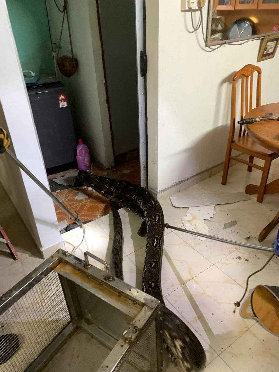 На видео попало, как 3-метровый проломил крышу дома и упал на диван