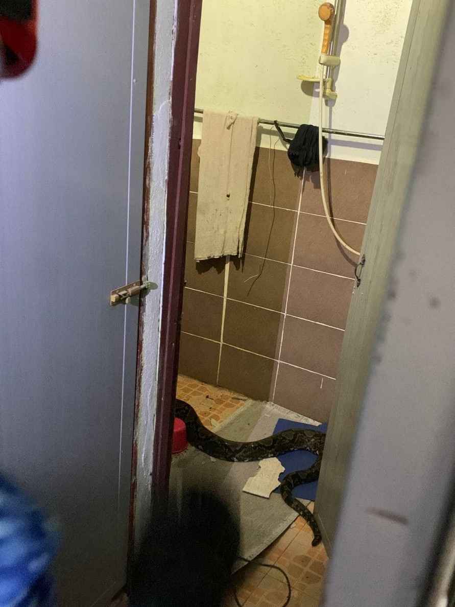 На видео попало, как 3-метровый проломил крышу дома и упал на диван