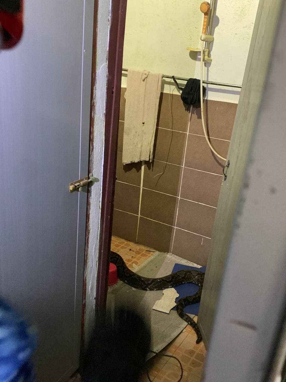 На видео попало, как 3-метровый проломил крышу дома и упал на диван