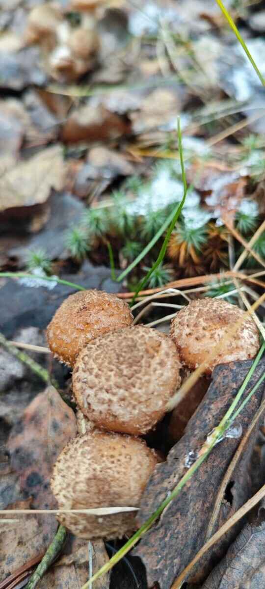 В белорусских лесах пошли зимние опята. Какие ещё грибы не спугнули первые снегопады?