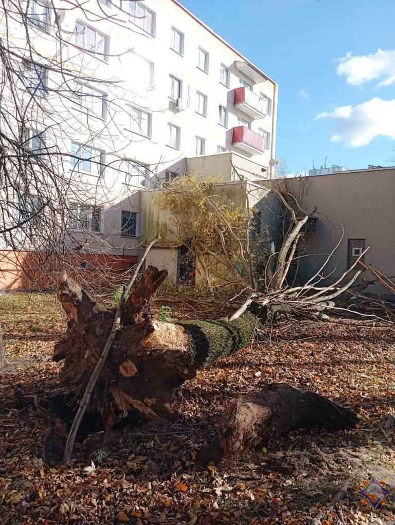 Улетевшие теплицы, повреждённые авто и тысячи домов без света. МЧС Беларуси и энергетики показали последствия сильного ветра