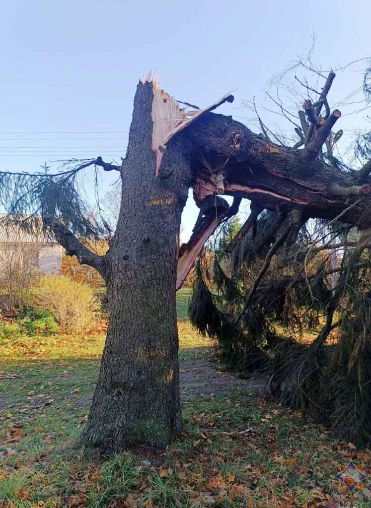 Улетевшие теплицы, повреждённые авто и тысячи домов без света. МЧС Беларуси и энергетики показали последствия сильного ветра