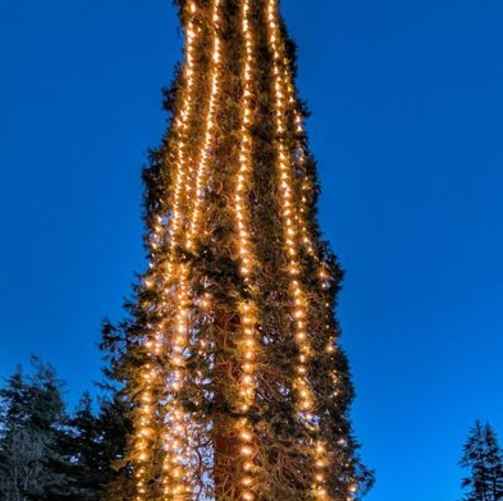 Самая высокая живая рождественская ель Великобритании. Фото: express.co.uk