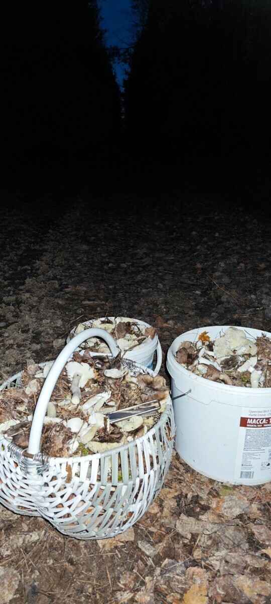 В белорусских лесах пошли зимние опята. Какие ещё грибы не спугнули первые снегопады?