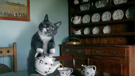 Не заваривайте чай так, если хотите получить от него пользу. 5 ошибок, которые допускают почти все