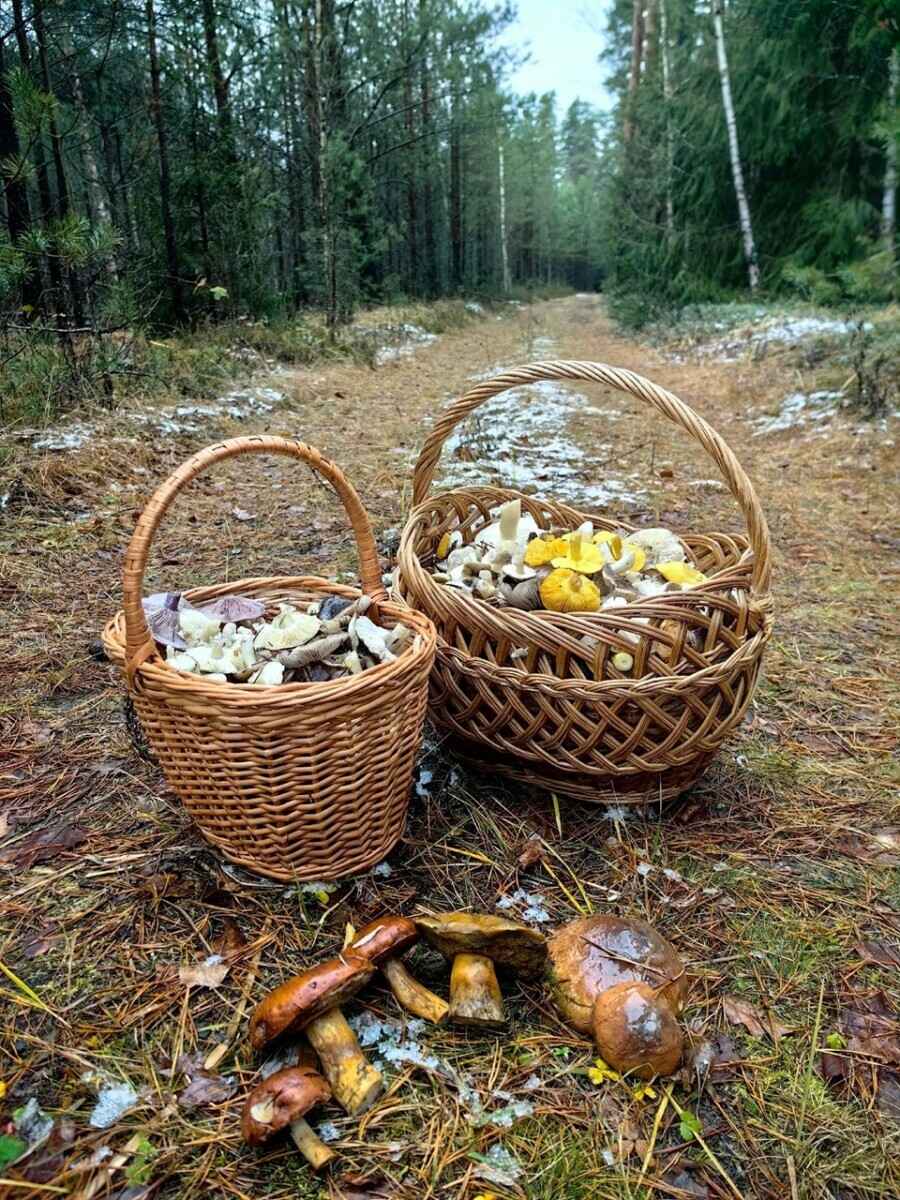 В белорусских лесах пошли зимние опята. Какие ещё грибы не спугнули первые снегопады?