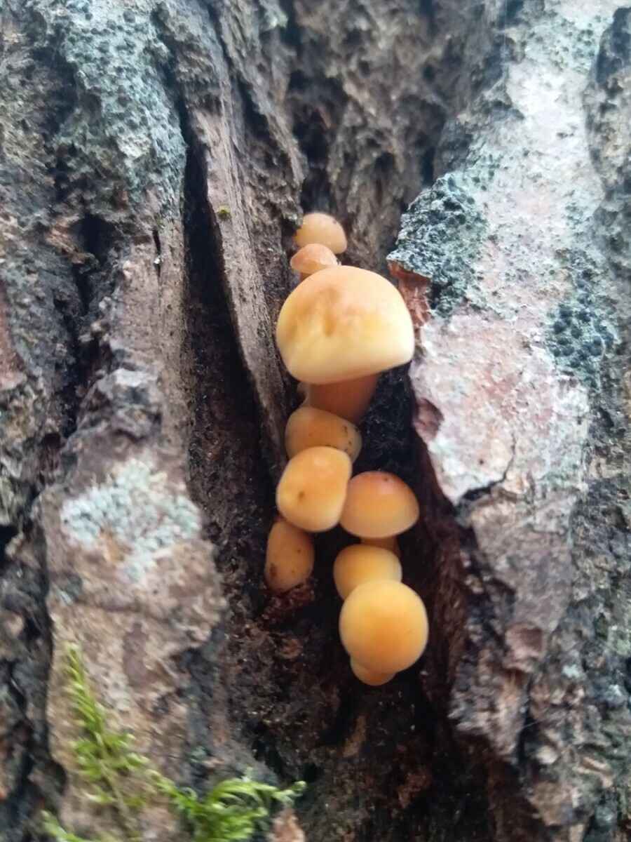 В белорусских лесах пошли зимние опята. Какие ещё грибы не спугнули первые снегопады?