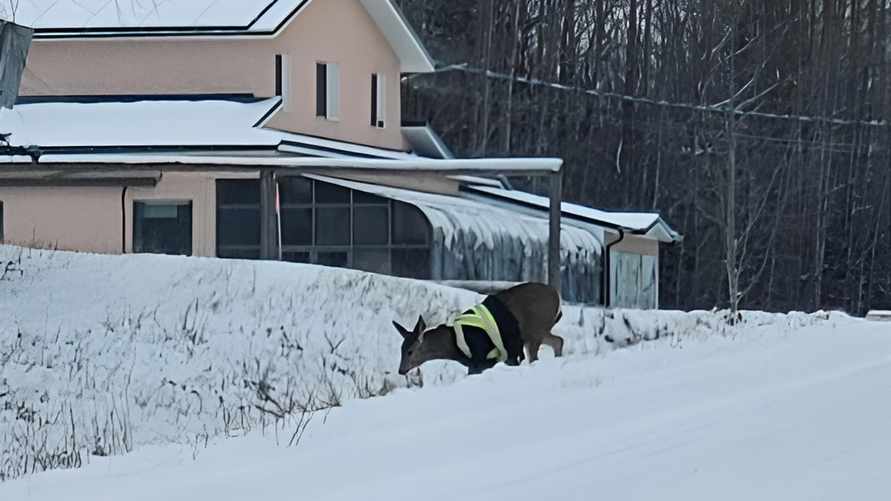 "Идет на работу" — Водитель заметила на улице дикого оленя в светоотражающем жилете. Как так получилось?