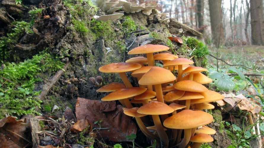 Этот вид опят белорусы могут собирать даже зимой. Вот как не перепутать с ядовитым двойником