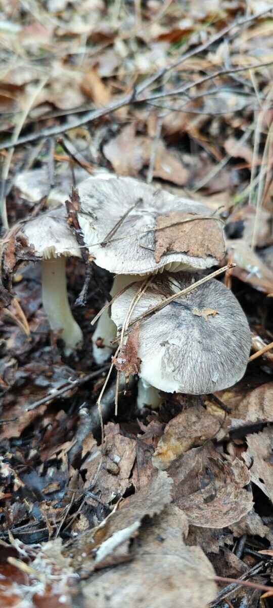 В белорусских лесах пошли зимние опята. Какие ещё грибы не спугнули первые снегопады?