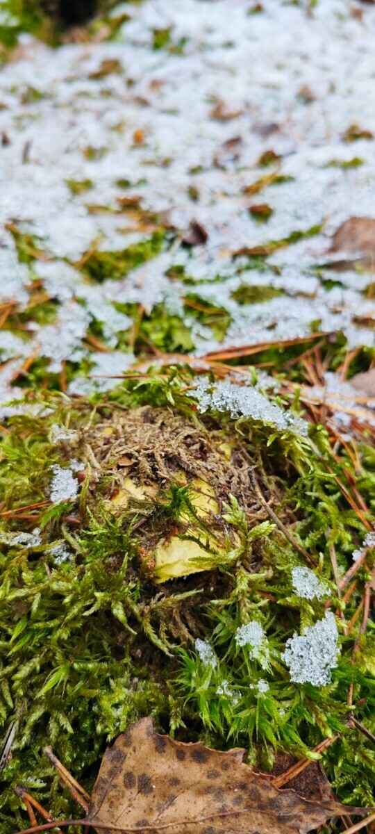 В белорусских лесах пошли зимние опята. Какие ещё грибы не спугнули первые снегопады?