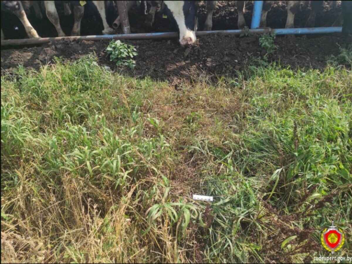 Фото: Госкомитет судэкспертиз Беларуси