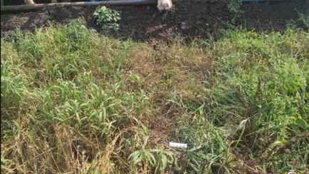 В Лунинецком районе бык напал на рабочего фермы