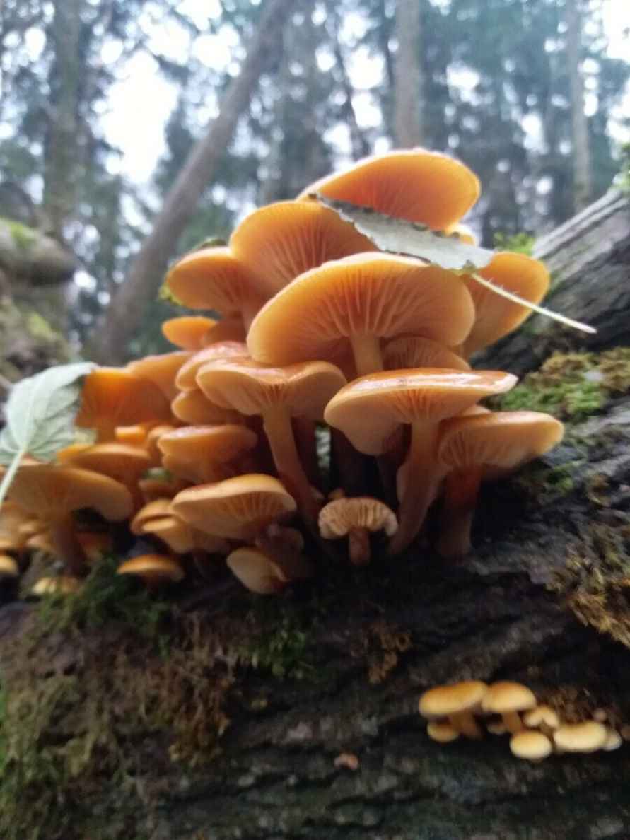 В белорусских лесах пошли зимние опята. Какие ещё грибы не спугнули первые снегопады?