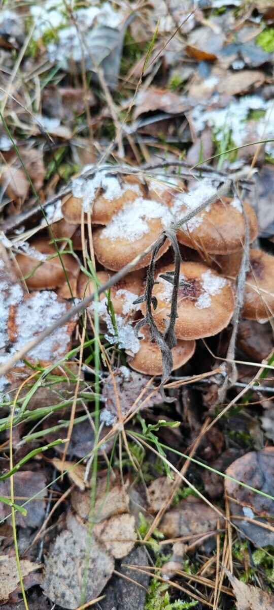 В белорусских лесах пошли зимние опята. Какие ещё грибы не спугнули первые снегопады?