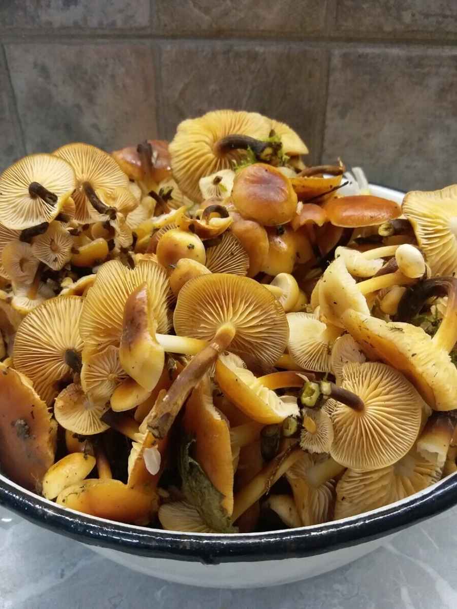 В белорусских лесах пошли зимние опята. Какие ещё грибы не спугнули первые снегопады?