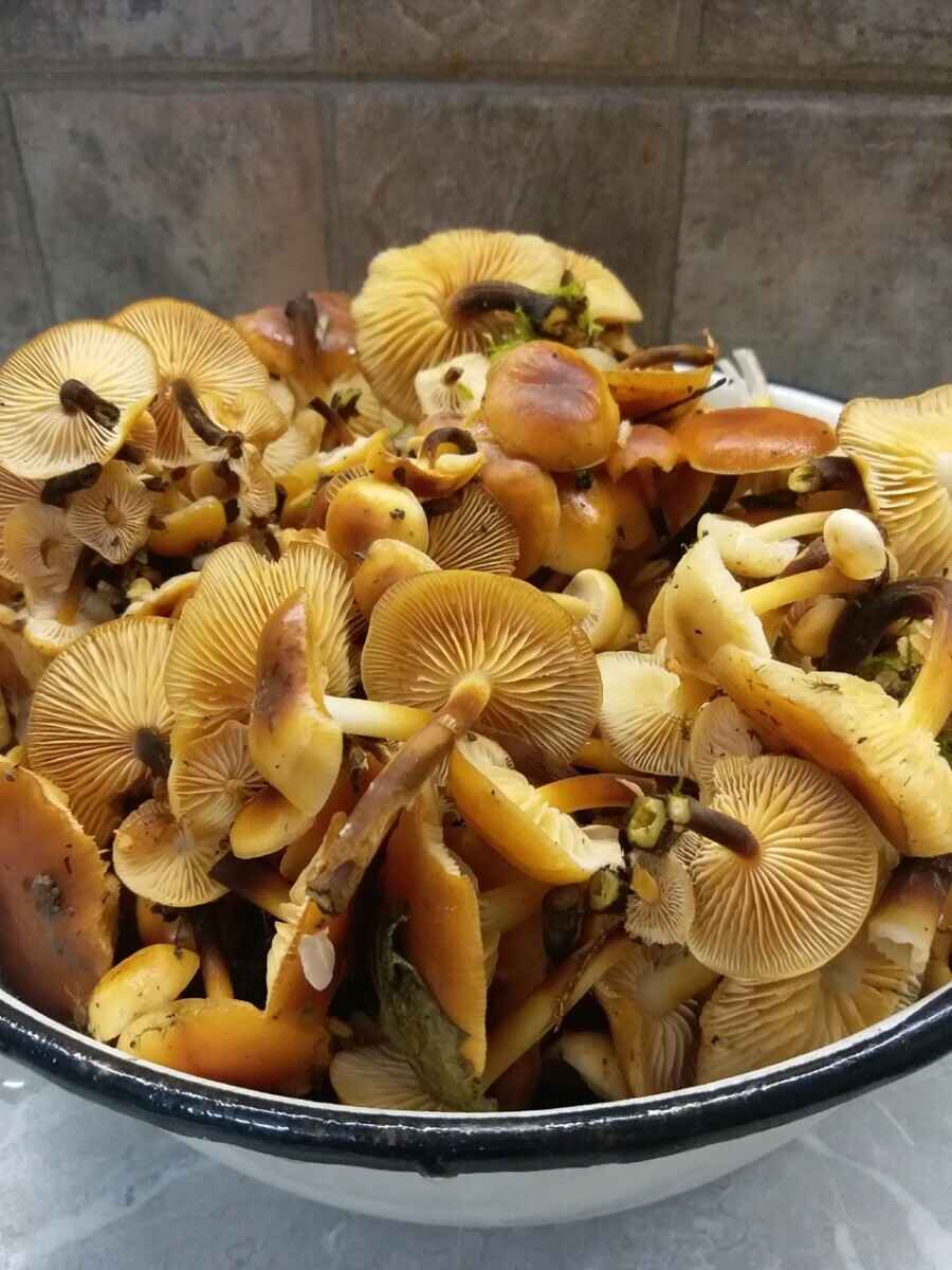 В белорусских лесах пошли зимние опята. Какие ещё грибы не спугнули первые снегопады?