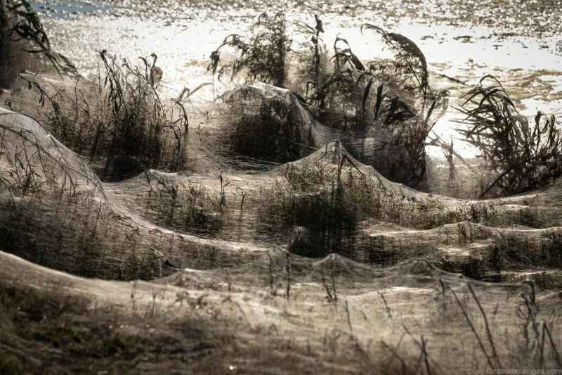 «У меня чуть не случился сердечный приступ» - В Польше сад за одну ночь полностью покрылся паутиной