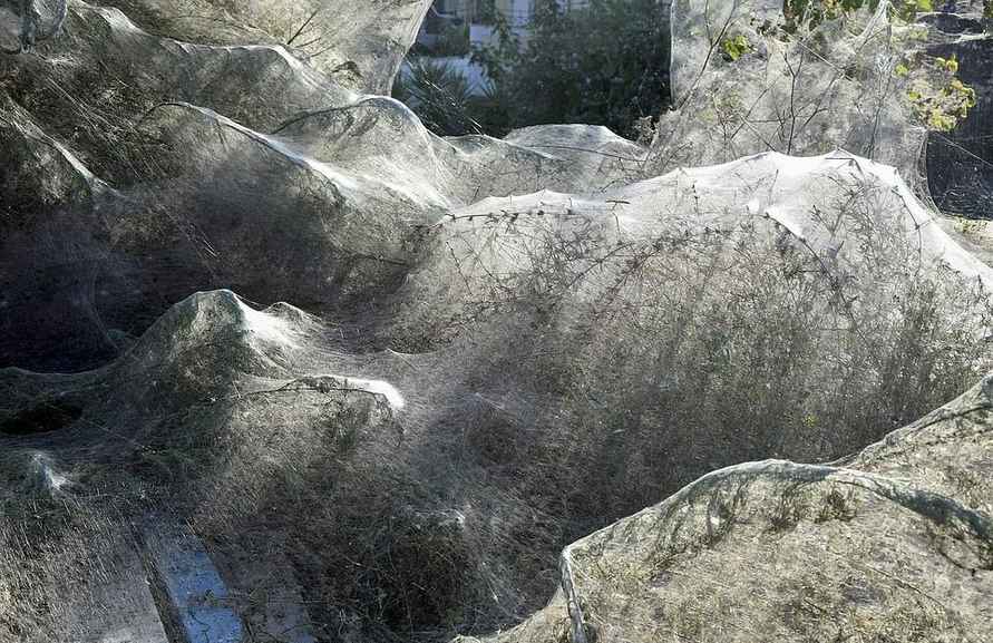 «У меня чуть не случился сердечный приступ» - В Польше сад за одну ночь полностью покрылся паутиной