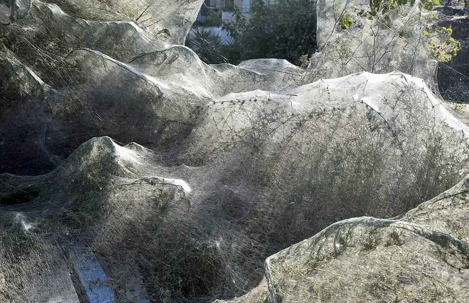 «У меня чуть не случился сердечный приступ» - В Польше сад за одну ночь полностью покрылся паутиной