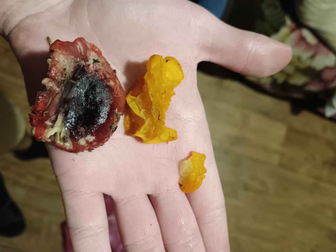 В белорусских лесах пошли зимние опята. Какие ещё грибы не спугнули первые снегопады?