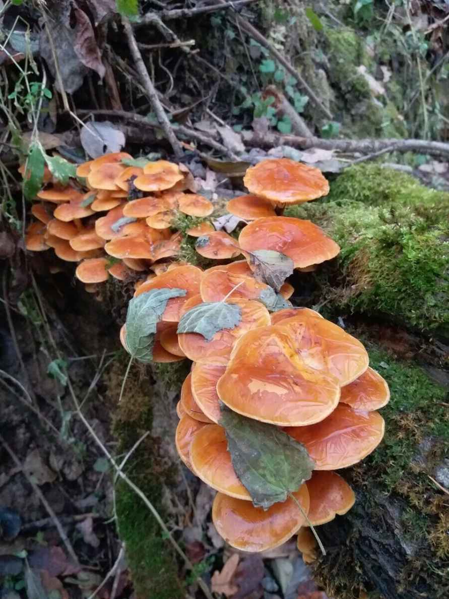 В белорусских лесах пошли зимние опята. Какие ещё грибы не спугнули первые снегопады?