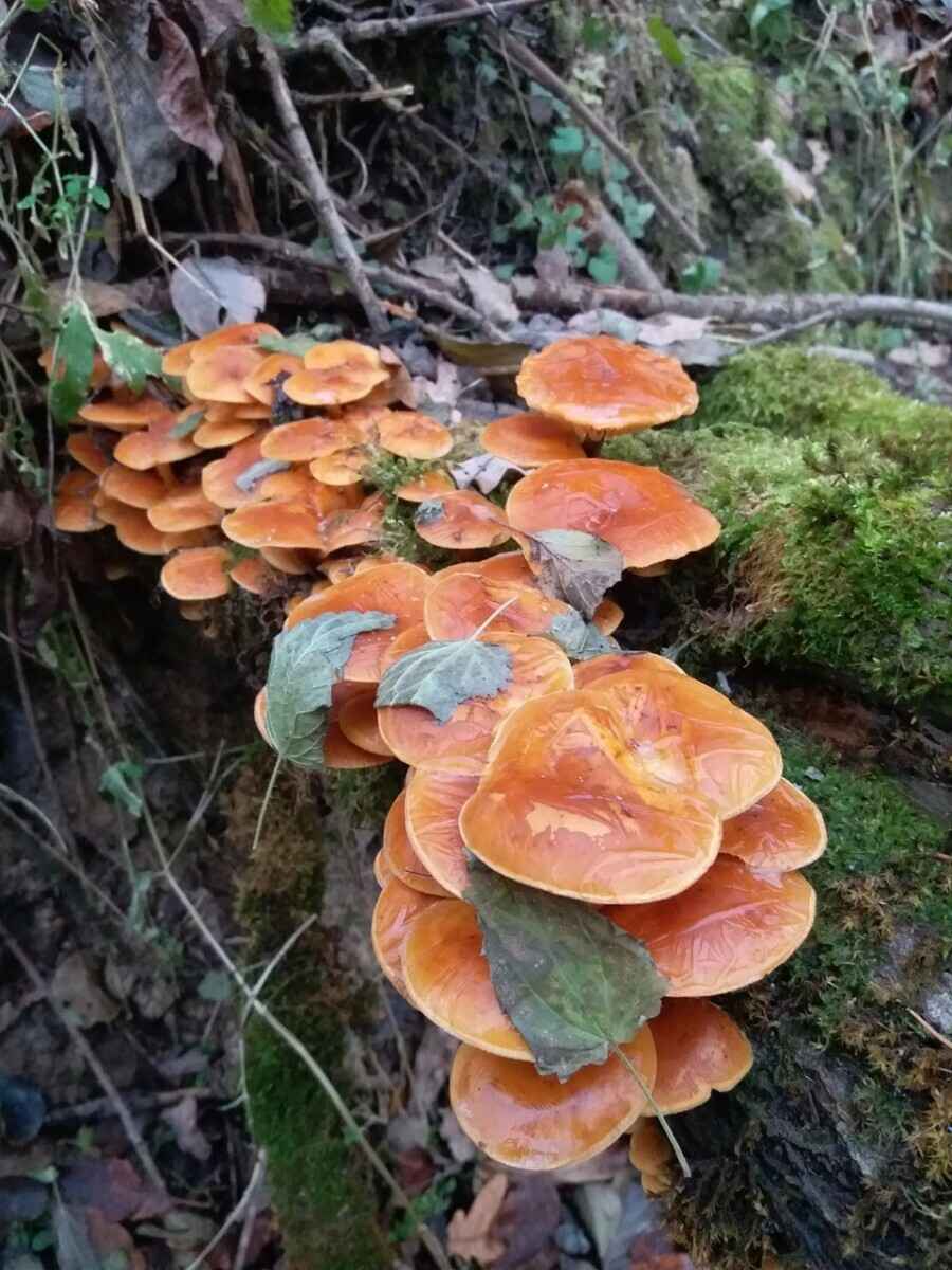 В белорусских лесах пошли зимние опята. Какие ещё грибы не спугнули первые снегопады?