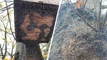 «Их будет только больше» — Польские города атаковали полчища «металлических» клопов. Угрожает ли Беларуси?