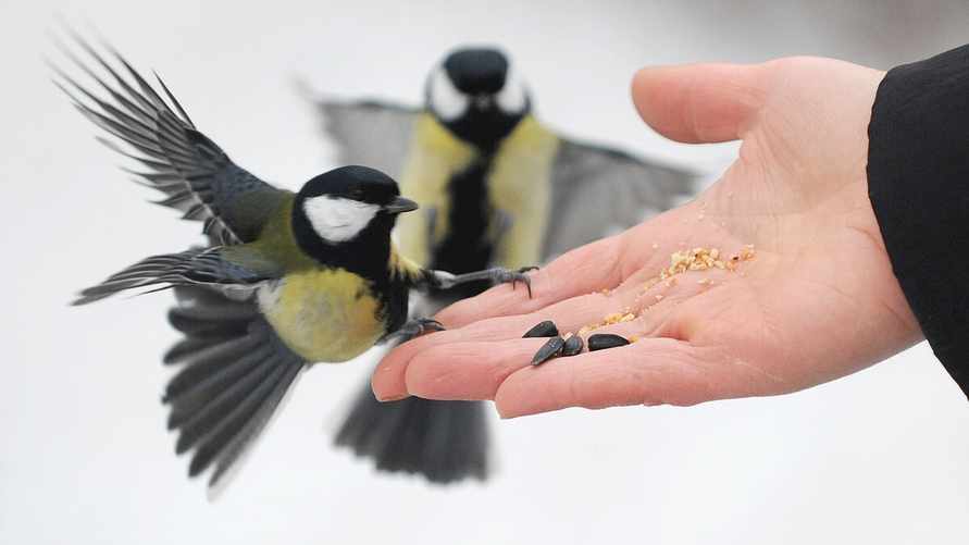 Когда начинать кормить птиц зимой? Вот как наполнить кормушки, не выходя из дома