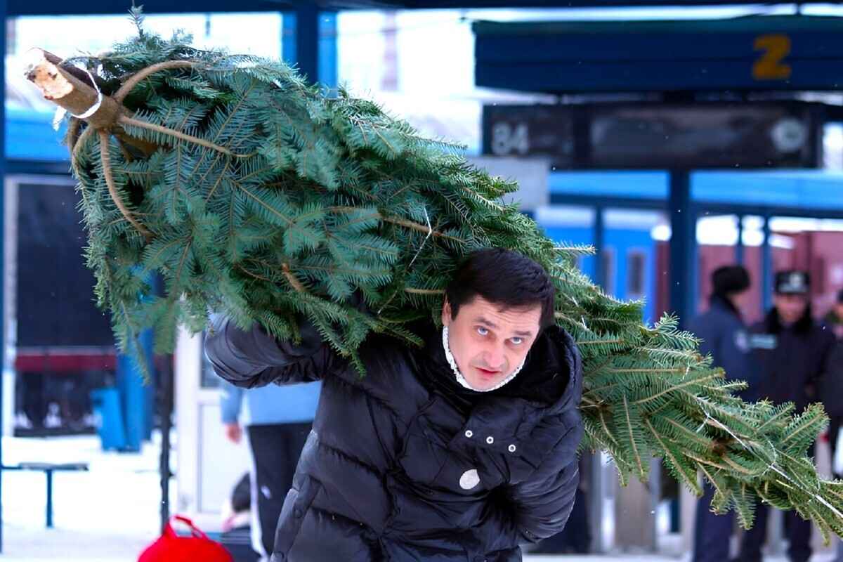 МАРТ озвучил "примерные цены" на живые ёлки в Беларуси