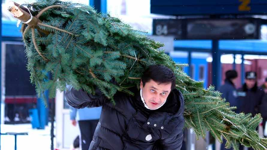 МАРТ озвучил "примерные цены" на живые ёлки в Беларуси