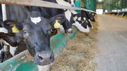 Фермы исчезнут? В Совете Республики назвали технологии «будущего» сельского хозяйства Беларуси