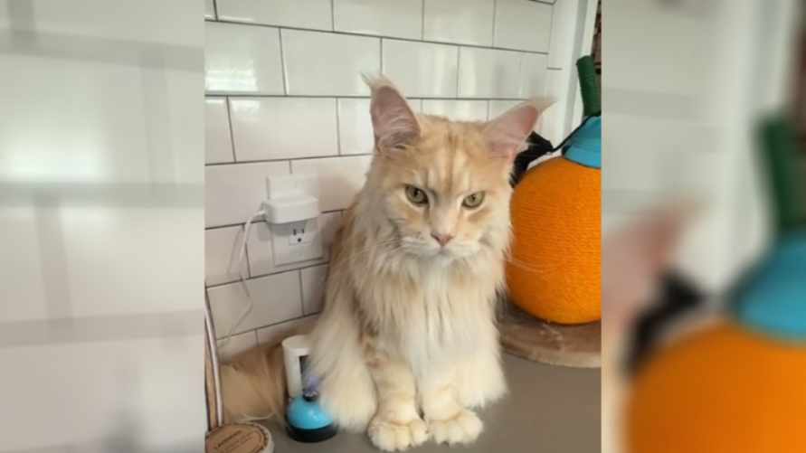 Умный мейн-кун удивил TikTok милым способом просить угощения