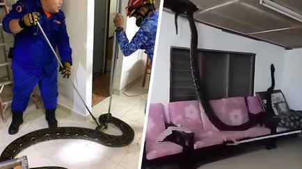 На видео попало, как 3-метровый проломил крышу дома и упал на диван