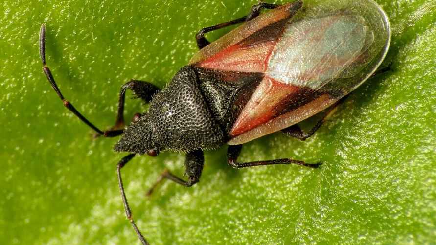 Взрослая особь Oxycarenus lavaterae