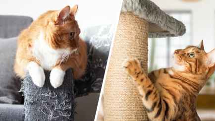 Что делать, если кошка не пользуется когтеточкой? Эти 4 совета продавца зоотоваров сохранят мебель и обои