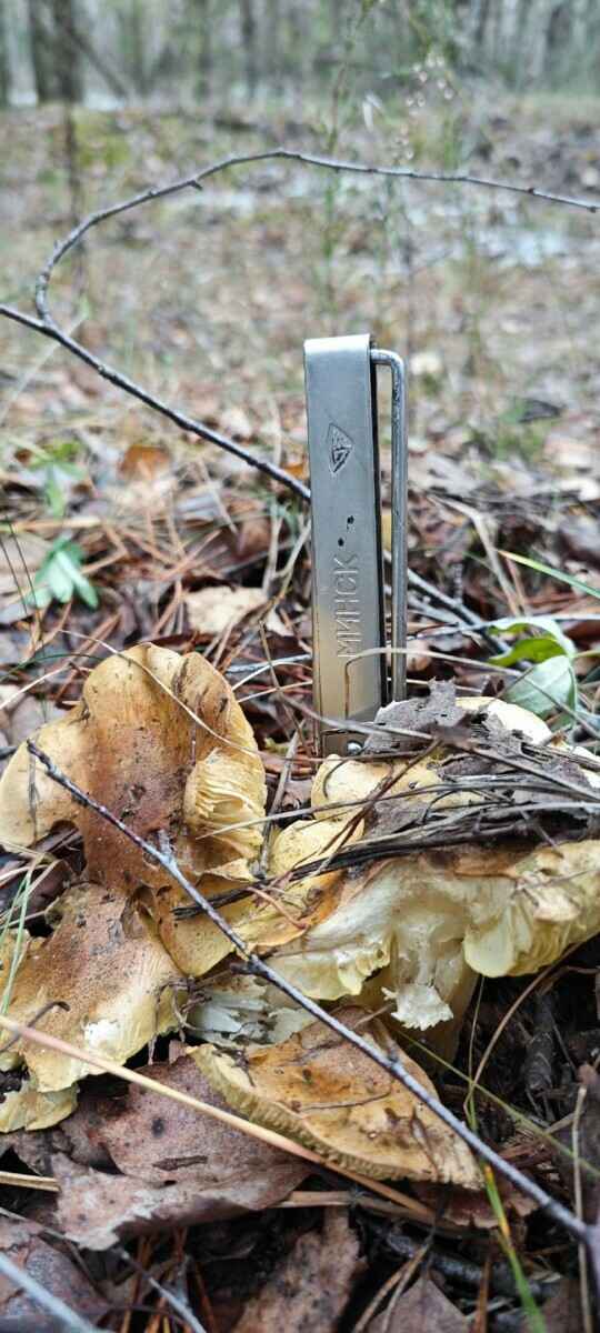 В белорусских лесах пошли зимние опята. Какие ещё грибы не спугнули первые снегопады?