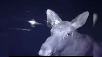 «Стоит в шоке» — ГАИ показала видео с лосём, «ожившим» после столкновения с машиной под Минском