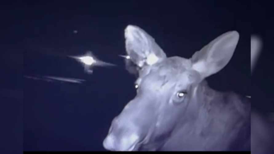 "Стоит в шоке" — ГАИ показала видео с лосём, "ожившим" после столкновения с машиной под Минском