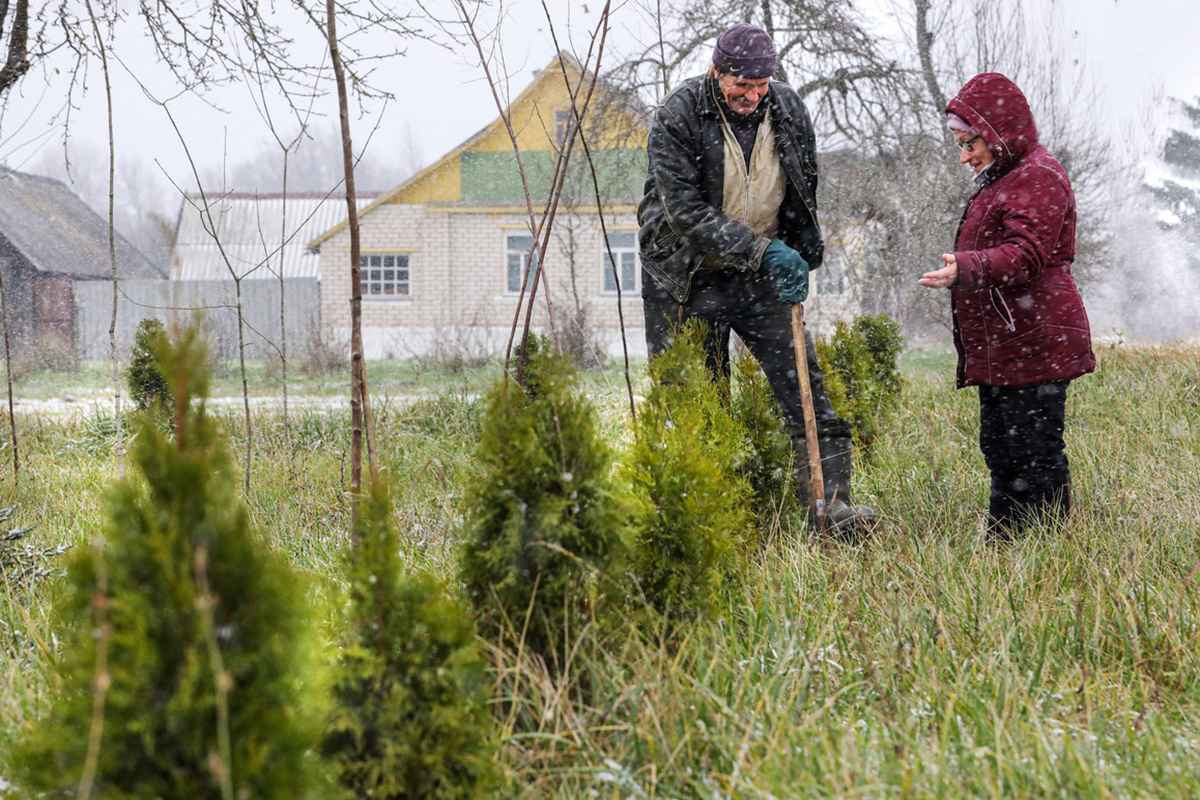 Как подготовить туи к зимовке? Не пропустите эти 3 шага, чтобы наслаждаться пышной зеленью в новом сезоне