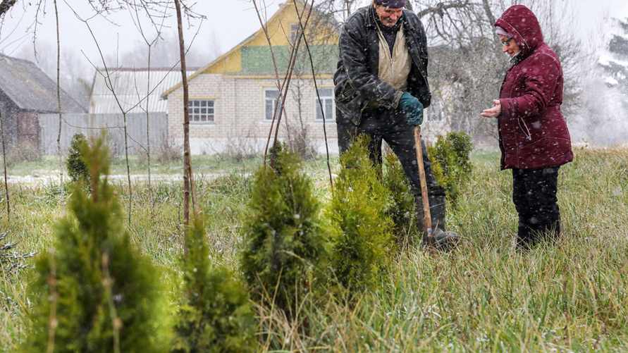Как подготовить туи к зимовке? Не пропустите эти 3 шага, чтобы наслаждаться пышной зеленью в новом сезоне