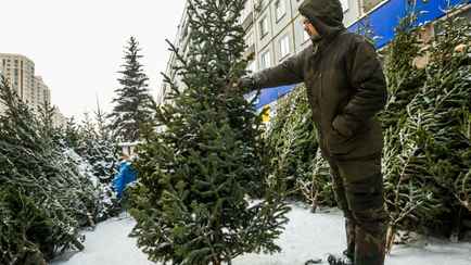 В Минлесхозе назвали срок начала работы елочных базаров в Беларуси