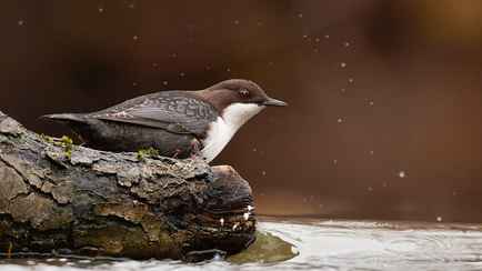 В Минске бёрдвочеры устроили фотосессию редкой птичке. Что за она?