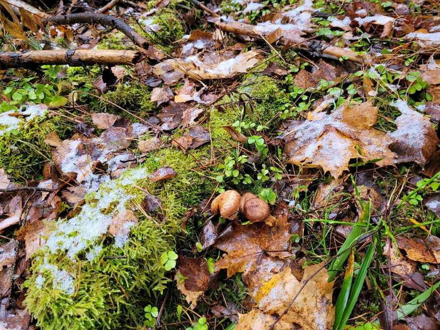 В белорусских лесах пошли зимние опята. Какие ещё грибы не спугнули первые снегопады?