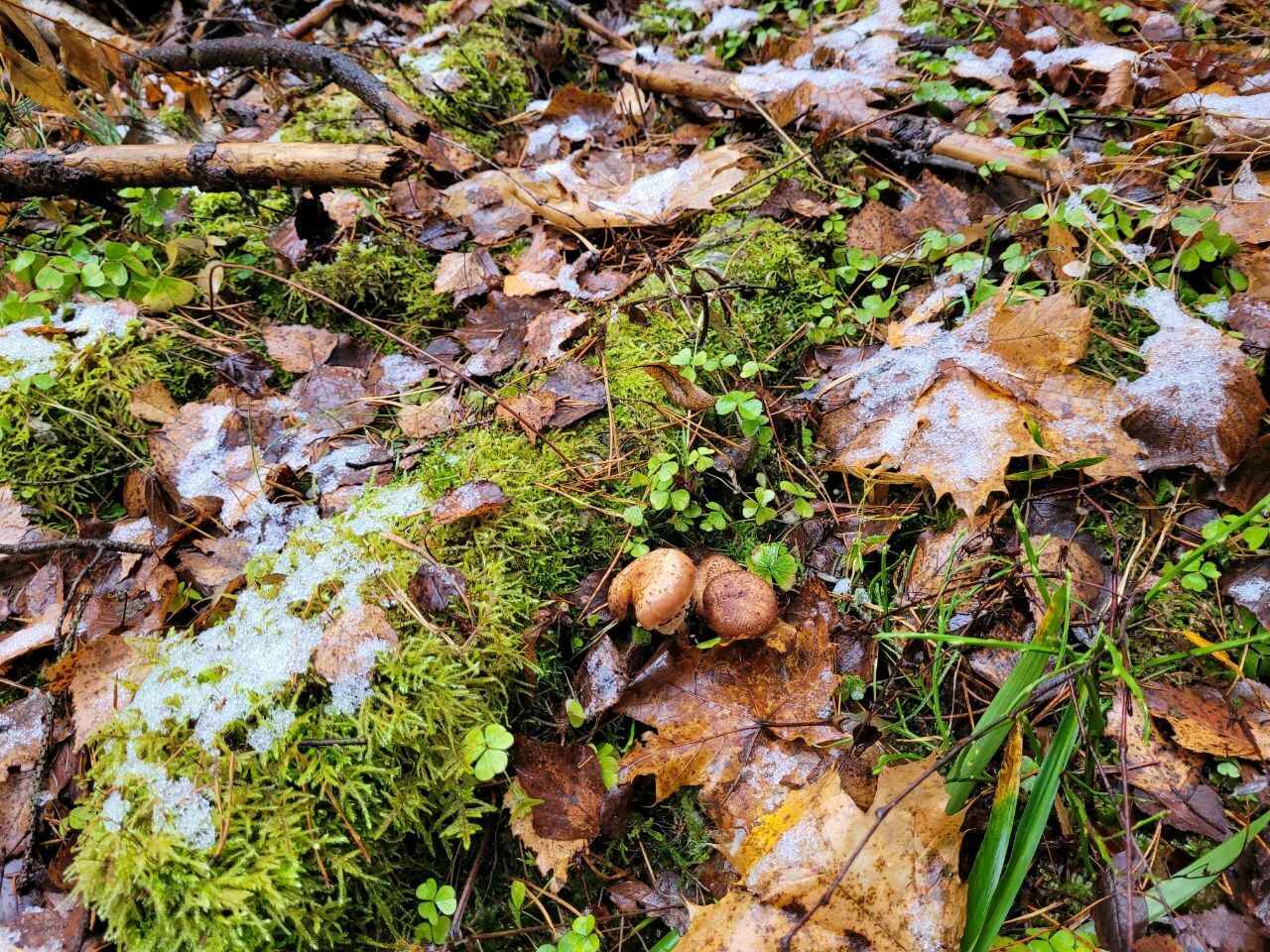 В белорусских лесах пошли зимние опята. Какие ещё грибы не спугнули первые снегопады?