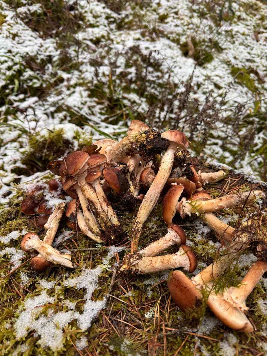 В белорусских лесах пошли зимние опята. Какие ещё грибы не спугнули первые снегопады?