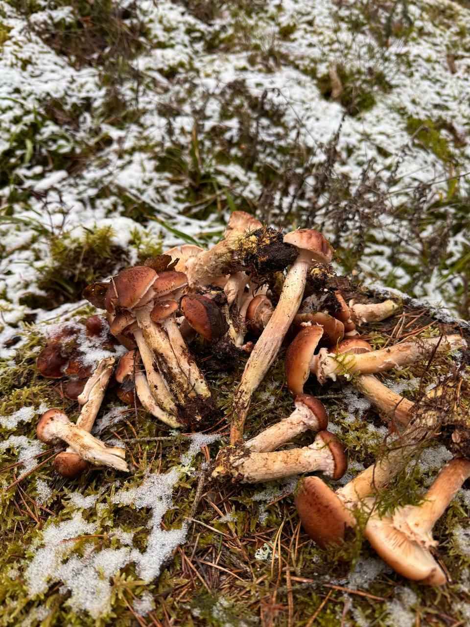 В белорусских лесах пошли зимние опята. Какие ещё грибы не спугнули первые снегопады?